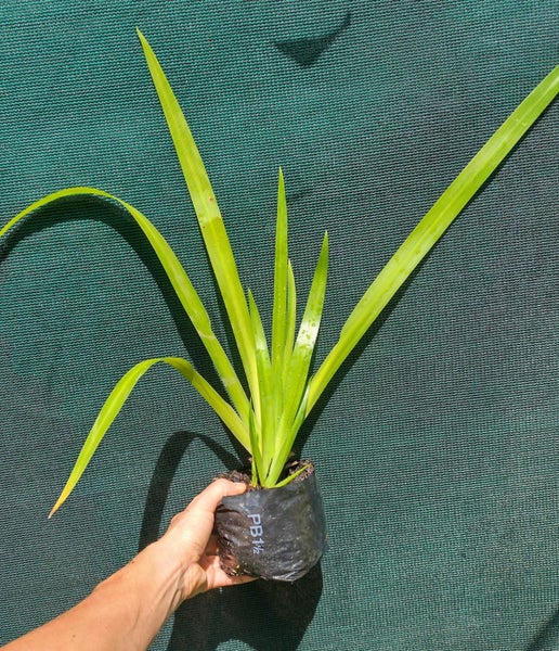 BIG Walking Iris, neomarica gracilis Carousel 2