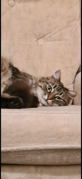 Cat domestic long hair Carousel 1