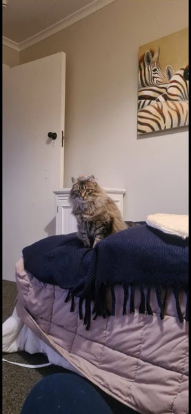 Cat domestic long hair Carousel 2