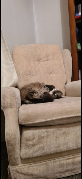 Cat domestic long hair Carousel 4