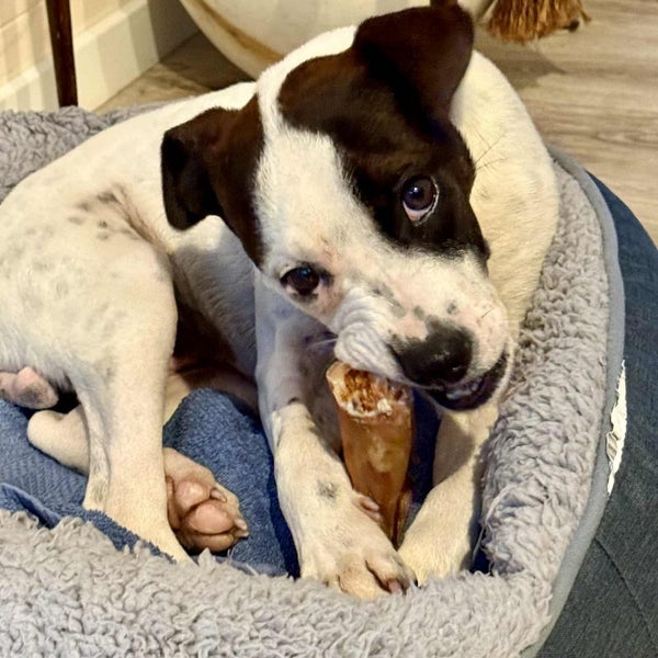 Vee - Cattle Dog x Staffi - BOI Animal Rescue Trust Carousel 2