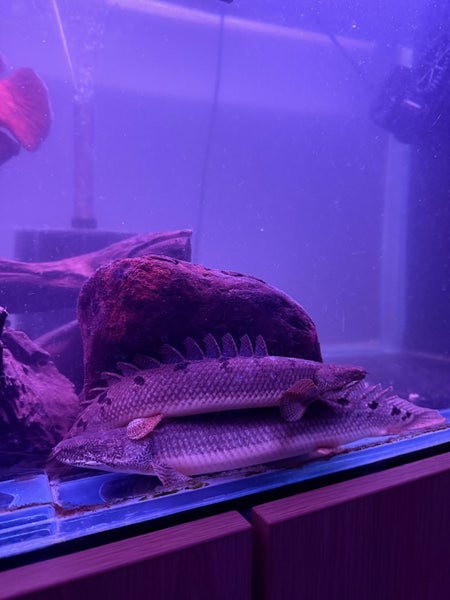 Large fish tank Carousel 1