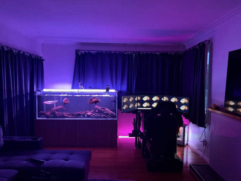 Large fish tank Carousel 9