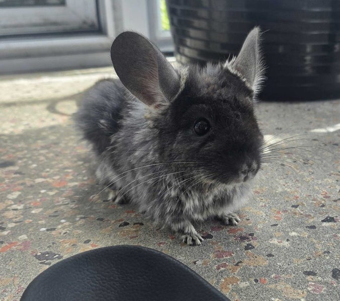 3 Year Old Female Chinchilla for sale - Submissive (Independent Personality) Carousel 1