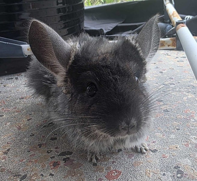 3 Year Old Female Chinchilla for sale - Submissive (Independent Personality) Carousel 8
