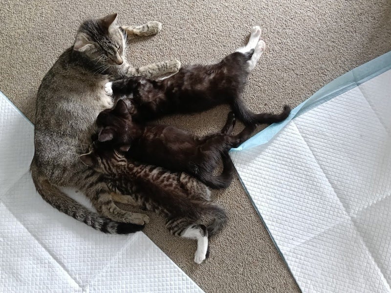 Kittens, $75 adoption fee for each kitten Carousel 2