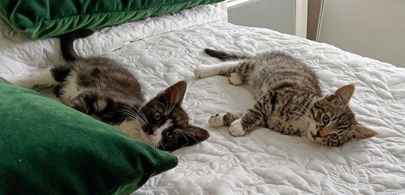 Kittens, $75 adoption fee for each kitten Carousel 1