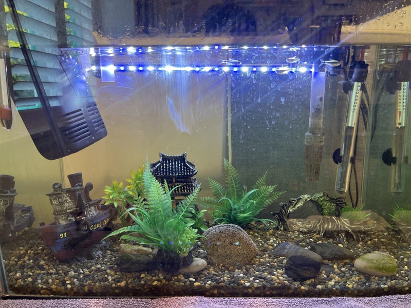 Full fish tank setup 70L Carousel 1