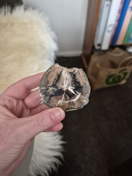 Petrified Wood Carousel 1