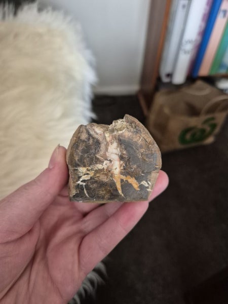 Petrified Wood Carousel 2