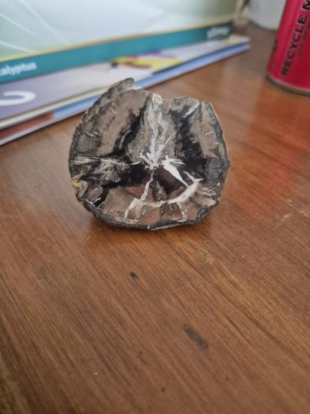 Petrified Wood Carousel 7