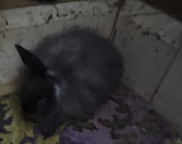Baby mini lops x Angora Carousel 20