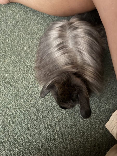 Baby mini lops x Angora Carousel 1