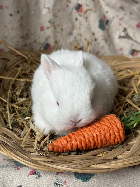 **Trained Netherland Dwarf Bunny Rabbits & Care Package** Carousel 2