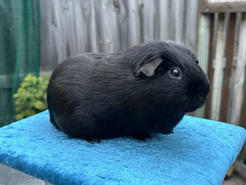 Guinea Pigs looking for Loving Home Carousel 3