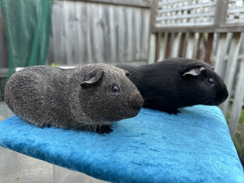 Guinea Pigs looking for Loving Home Carousel 2