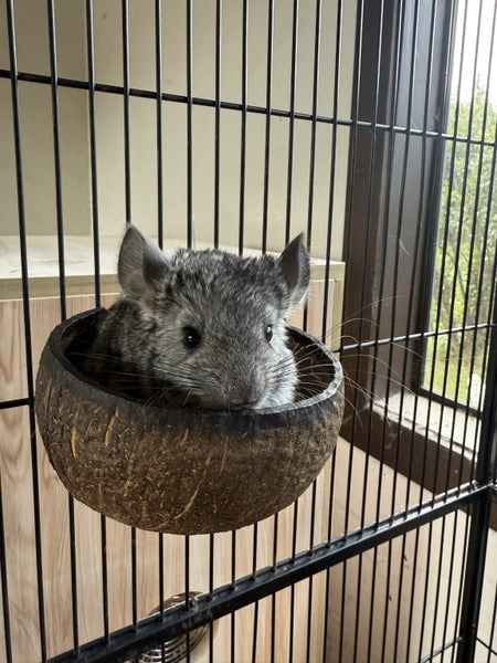 4 months old chinchilla baby looking for a new home Carousel 1