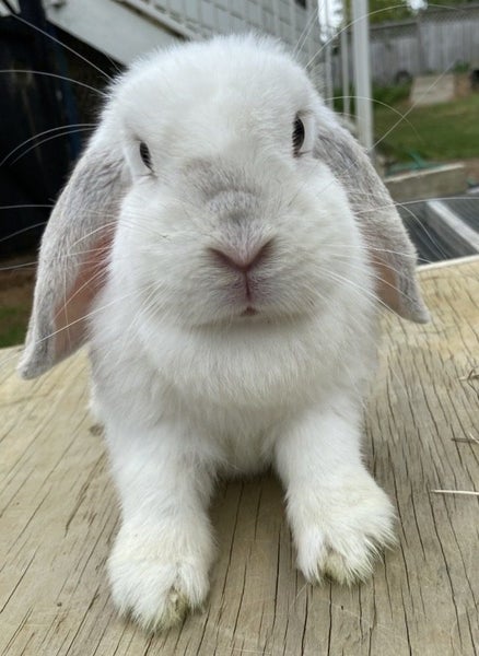 Adorable mini lops Carousel 1