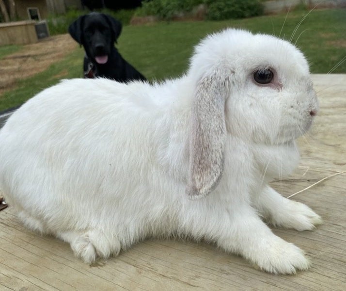 Adorable mini lops Carousel 5
