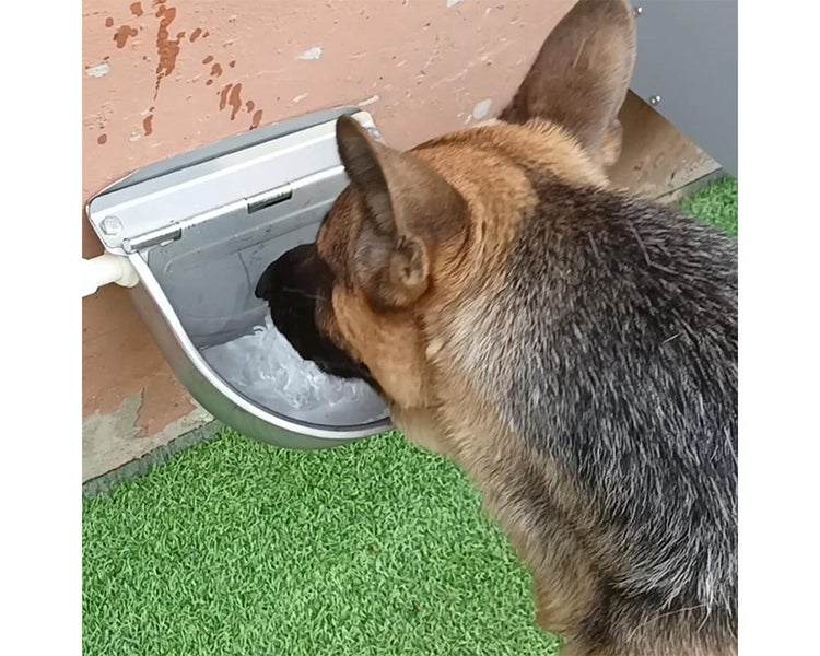 Auto Fill Water Trough Bowl (OVER STOCKED) Carousel 6