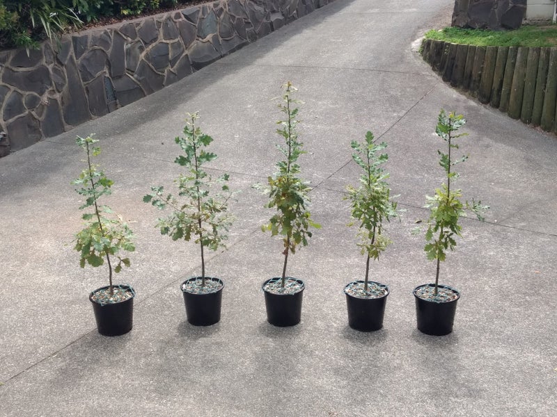 English Oak tree sapling (Quercus Robur) Carousel 1