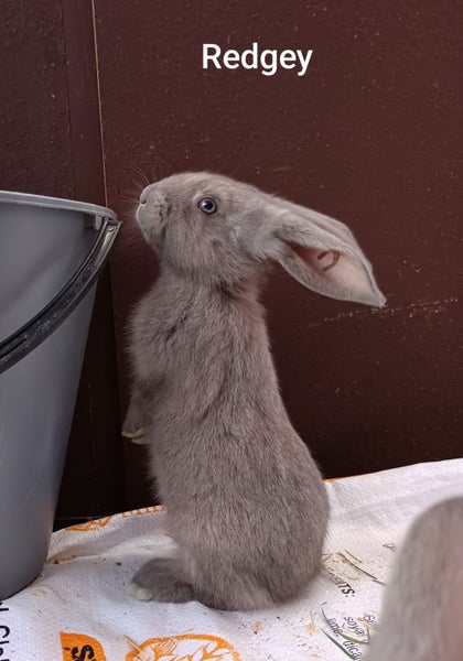 Purebred Flemish Giants Carousel 20