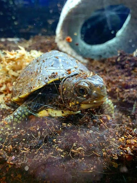 Three Toed Box Turtle - Terrapene carolina triunguis Carousel 1