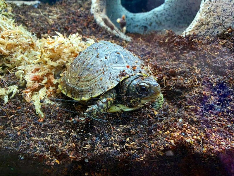 Three Toed Box Turtle - Terrapene carolina triunguis Carousel 2