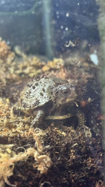 Three Toed Box Turtle - Terrapene carolina triunguis Carousel 5
