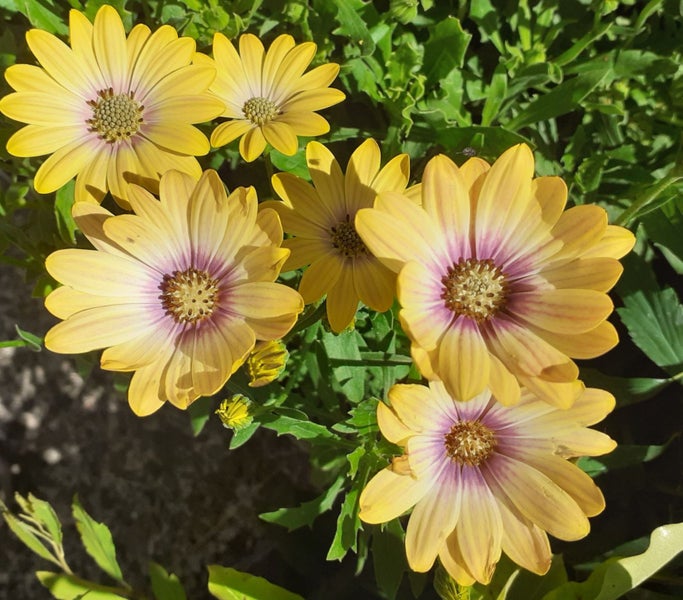 African Daisy Osteospermum Spring Star Yellow sun loving Carousel 1