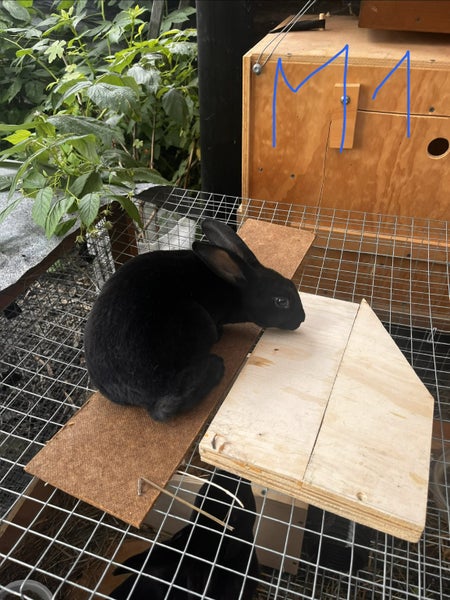 Baby Rex Rabbits Carousel 1