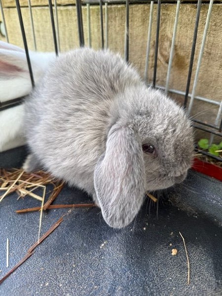 Mini Lop Rabbits Carousel 1
