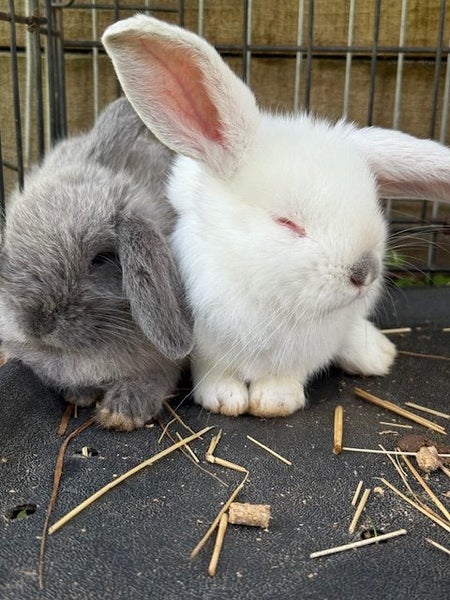 Mini Lop Rabbits Carousel 2