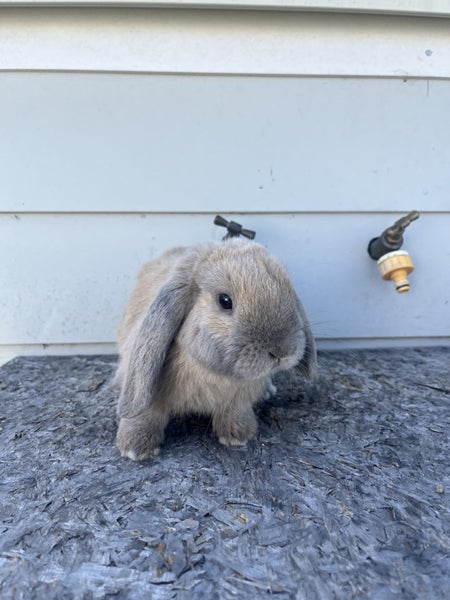 Minilop bunnies Carousel 2