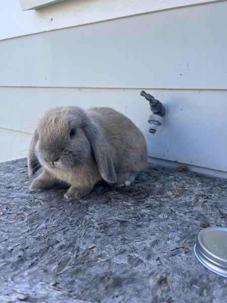 Minilop bunnies Carousel 1