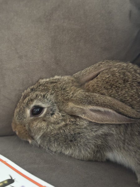 Flemish giant x baby rabbits Carousel 2