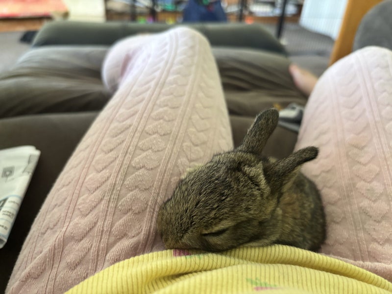 Flemish giant x baby rabbits Carousel 8