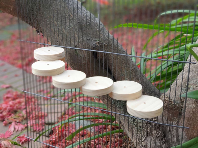 Kiln-dried Pine Descending Ledge for Chinchillas Carousel 1