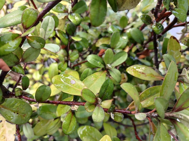 Corokia Bronze King x 1 Carousel 2