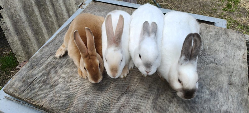 Minirex x Carousel 2