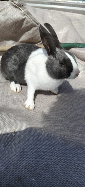 Dutch kits Carousel 2