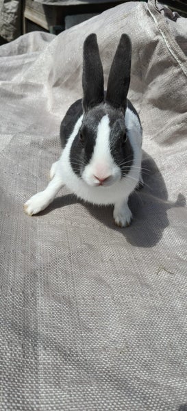 Dutch kits Carousel 1