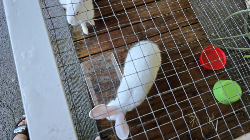 NZ White Pair of Rabbits Carousel 1