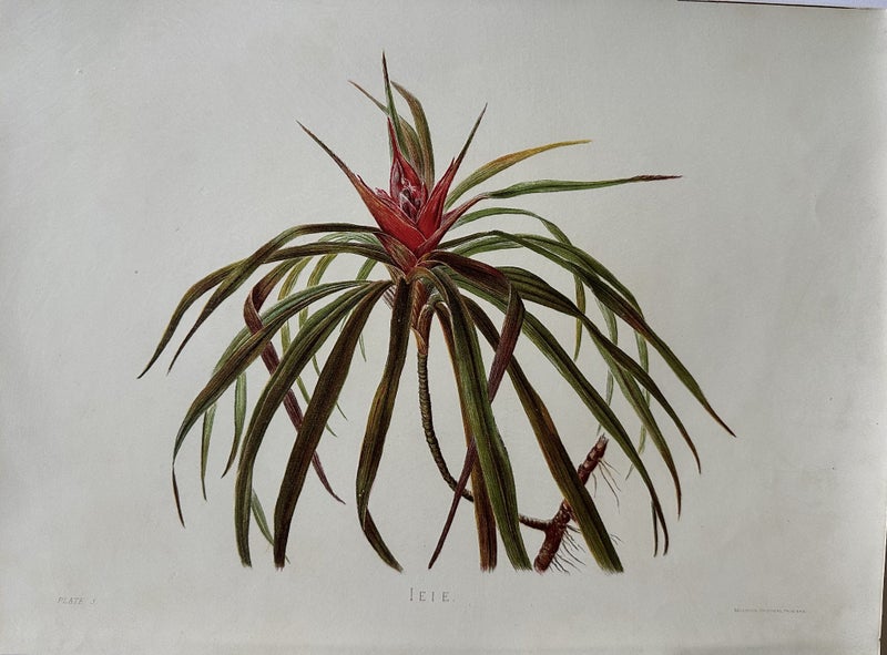 Plate 3 1885 chromolithograph from INDIGENOUS FLOWERS OF THE HAWAIIAN ISLANDS Carousel 1
