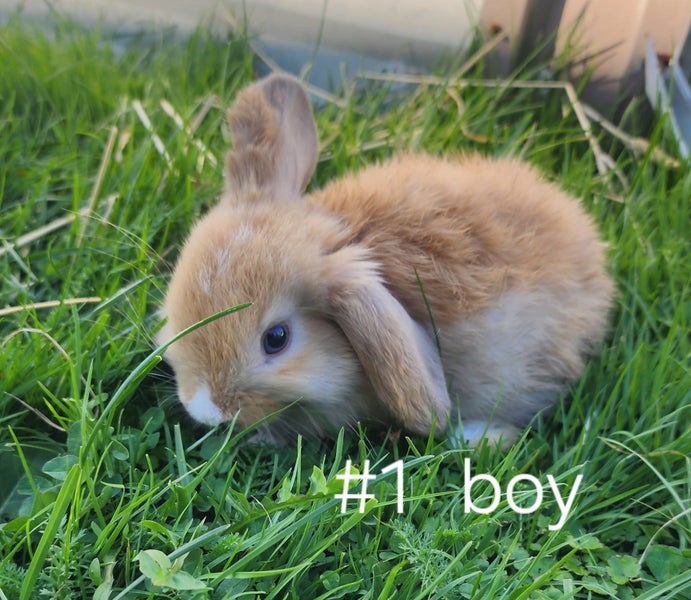 Pure minilops Carousel 2