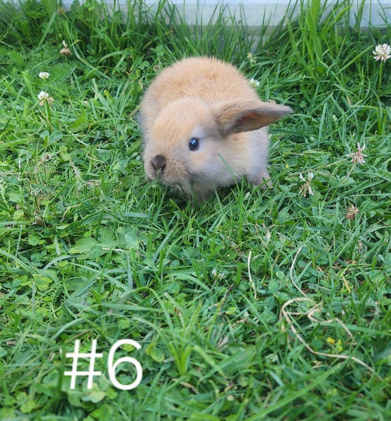 Pure minilops Carousel 13