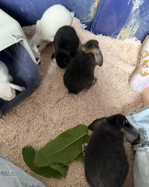 Adorable baby mini lops Carousel 2