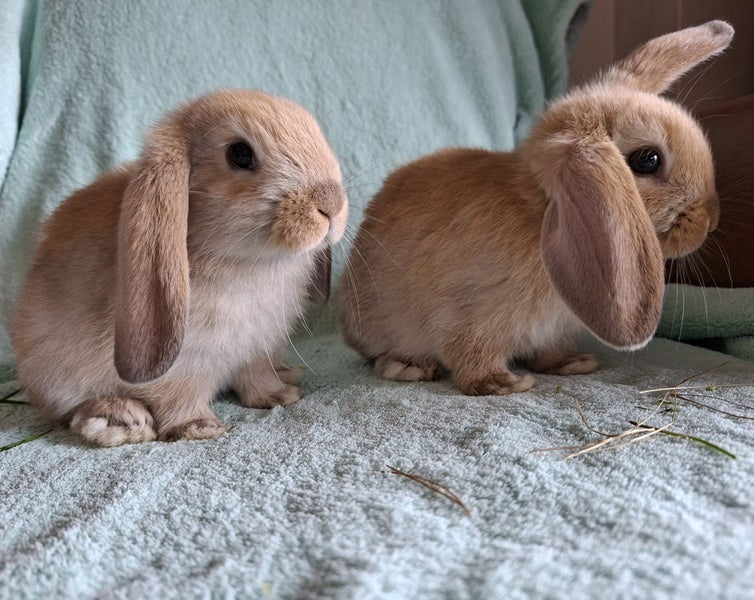 Lovely Mini Lop Bunnies Carousel 6