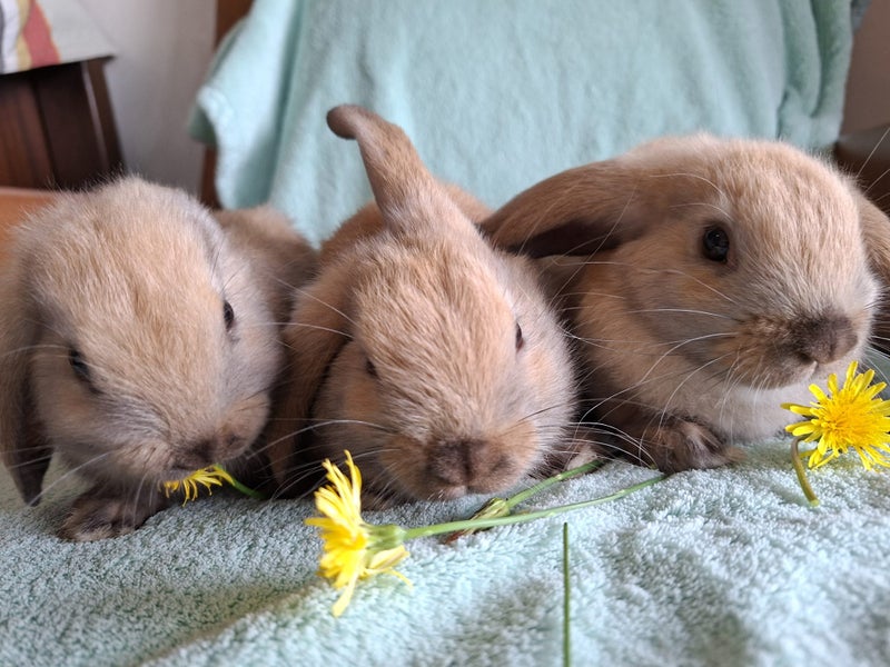 Lovely Mini Lop Bunnies Carousel 2