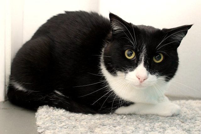 Lost - Black & White DSH Male Cat (Phil) Carousel 1